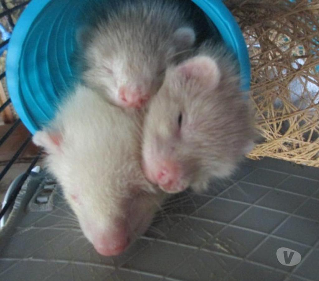 Vente Cher Bourges - 18000 - Photos Vivastreet bébé Furet croisé ANGORA