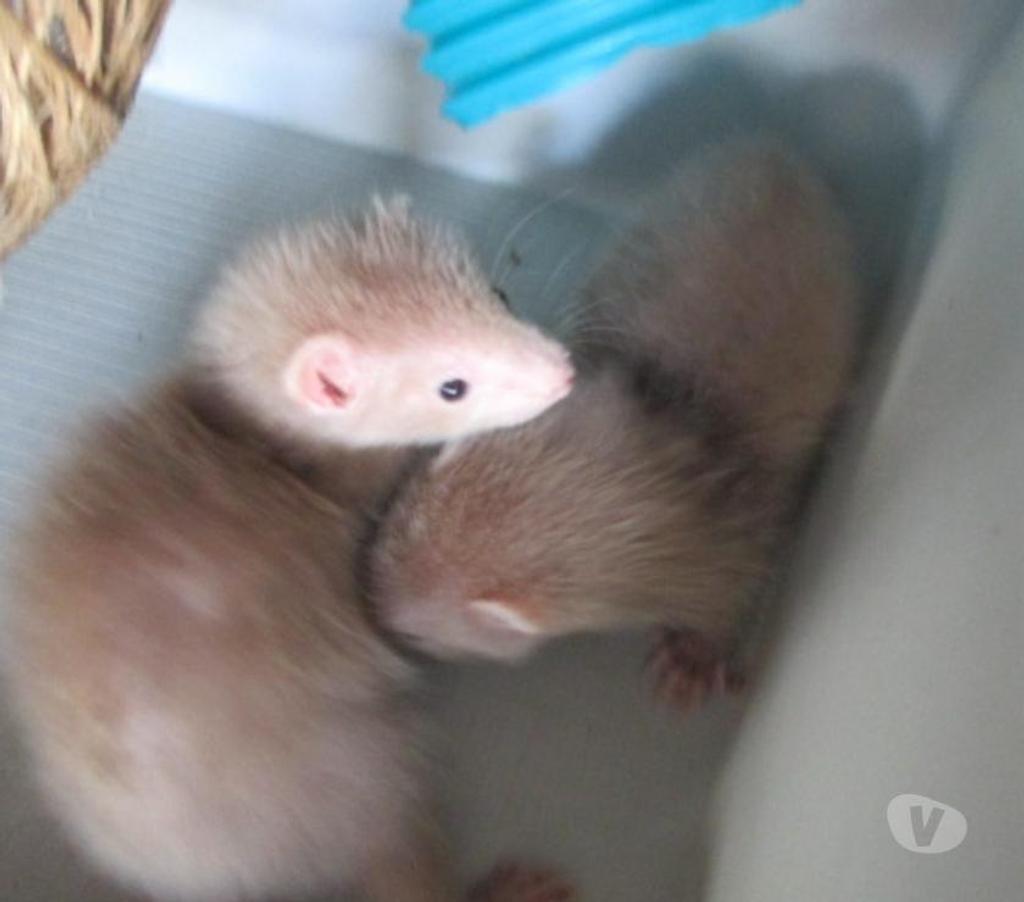 Vente Cher Bourges - 18000 - Photos Vivastreet bébé Furet croisé ANGORA