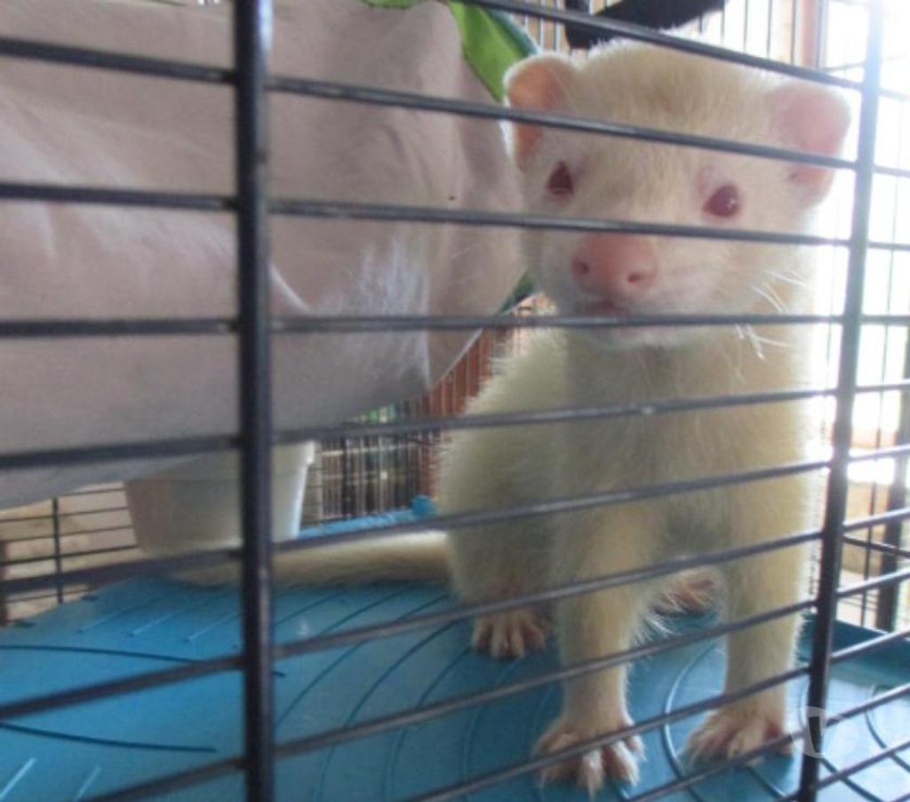 Vente Cher Bourges - 18000 - Photos Vivastreet bébé Furet croisé ANGORA