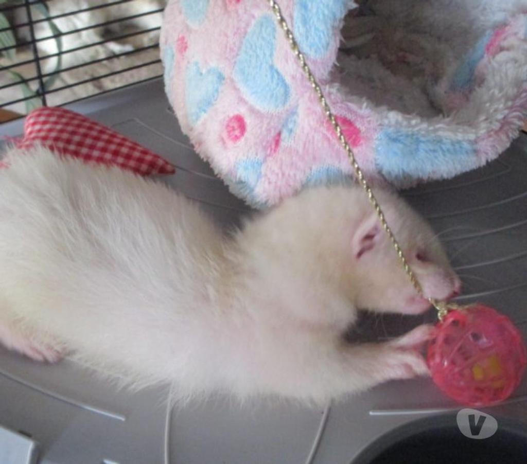 Vente Cher Bourges - 18000 - Photos Vivastreet bébé Furet croisé ANGORA