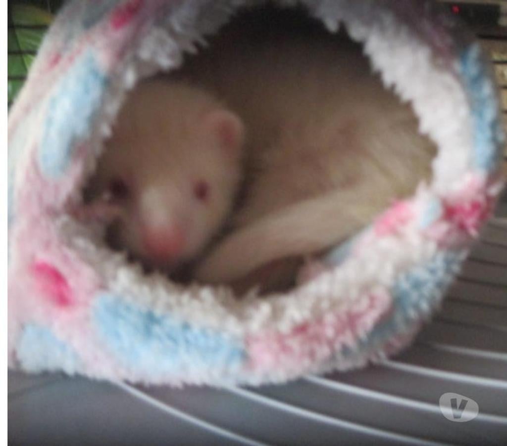 Vente Cher Bourges - 18000 - Photos Vivastreet bébé Furet croisé ANGORA