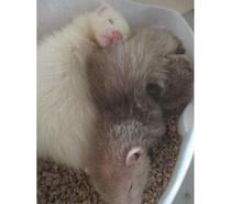 bébé Furet croisé ANGORA