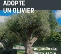 Photos Vivastreet Adopte un olivier au jardin du lavoir