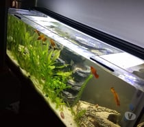 Aquarium complet + meuble