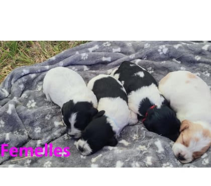 Vente animaux Tocqueville Manche - Photos Vivastreet Chiots épagneul breton lof