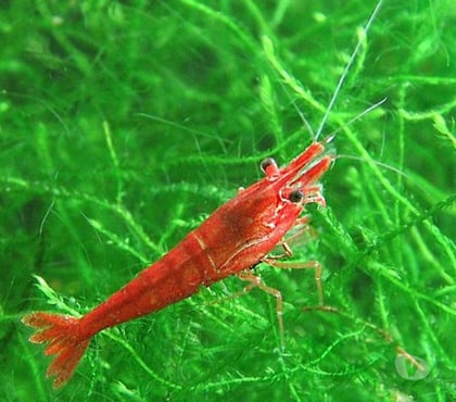 Vente animaux La Gaubretiere Vendée - Photos Vivastreet Crevettes Red Cherry