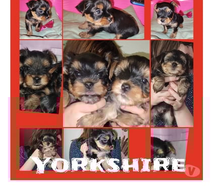Vente animaux Caudry Caudry - Photos Vivastreet 2 CHIOTS YORKSHIRE TERRIER