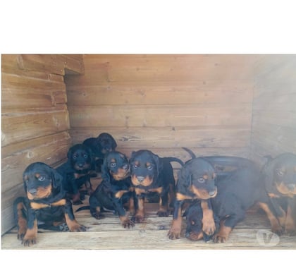 Vente animaux Chailly en Brie Seine-et-Marne - Photos Vivastreet Chiots setter gordon LOF