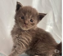 Chatons Maine coon LOOF