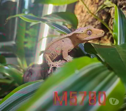 Vente animaux Armentieres Nord - Photos Vivastreet Mâle Gecko à crête Correlophus ciliatus