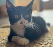 Photos Vivastreet Oasis petite chatte réunion