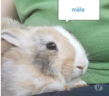 Vente animaux Villequier Aumont Aisne - Photos Vivastreet lapin nain tricolore beige