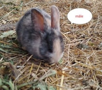 lapin nain tricolore vacciné