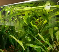 donne poissons exotique bébé black molly