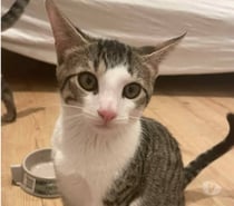 Chat TAO à l adoption