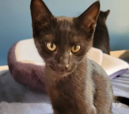 Don animaux Puy St Martin Drôme - Photos Vivastreet Chat WHISPER à l adoption