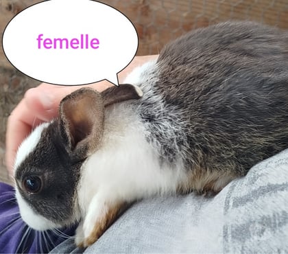 Vente animaux Villequier Aumont Aisne - Photos Vivastreet lapine naine blanche et marron-noir