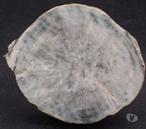 Photos Vivastreet Orbicule de Diorite orbiculaire , De Loretto di Tallano ,