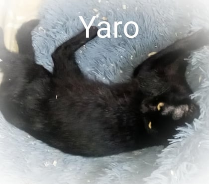 Vente animaux Bois de Cene Vendée - Photos Vivastreet YARO chat mâle adulte