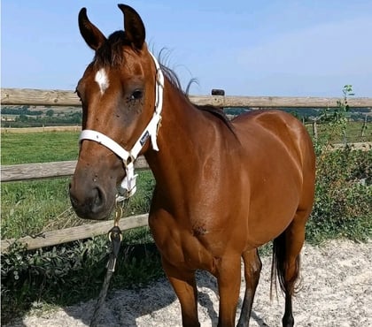 Vente animaux Campagne Dordogne - Photos Vivastreet Moona jument trotteuse 3ans 1m50