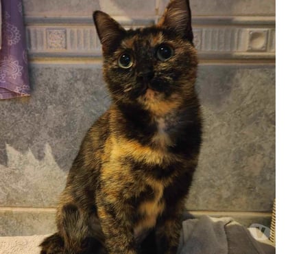 Vente animaux Bois de Cene Vendée - Photos Vivastreet Abby chatte femelle réunion