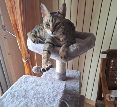 Vente animaux Bois de Cene Vendée - Photos Vivastreet Simba chat mâle