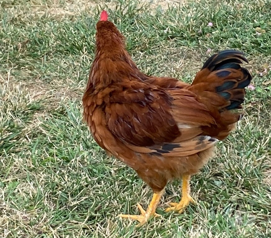 Vente Haute-Garonne Beauzelle - 31700 - Photos Vivastreet Vends joli coq - née 15.04.25