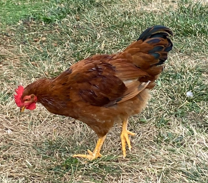 Vente Haute-Garonne Beauzelle - 31700 - Photos Vivastreet Vends joli coq - née 15.04.25