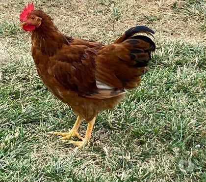 Vente animaux Beauzelle Haute-Garonne - Photos Vivastreet Vends joli coq - née 15.04.25