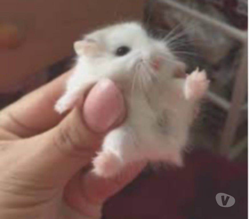 Don animaux Gironde Merignac - 33700 - Photos Vivastreet Don bébé hamster