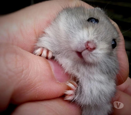 Don animaux Merignac Gironde - Photos Vivastreet Don bébé hamster