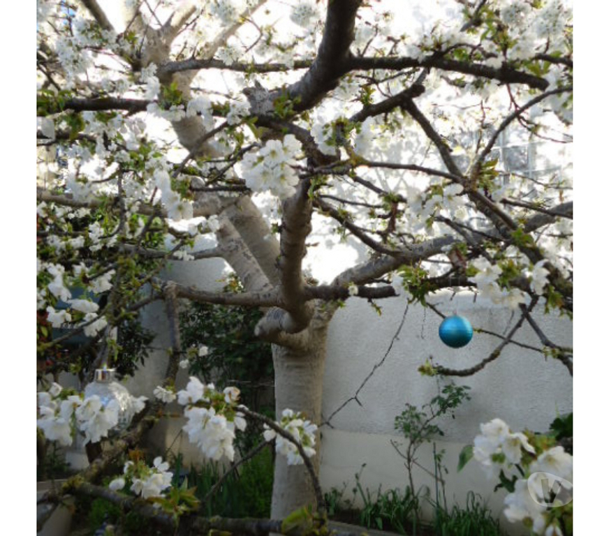 Autre Yvelines Houilles - 78800 - Photos Vivastreet Recherche Dont de bois d arbre fruitiers