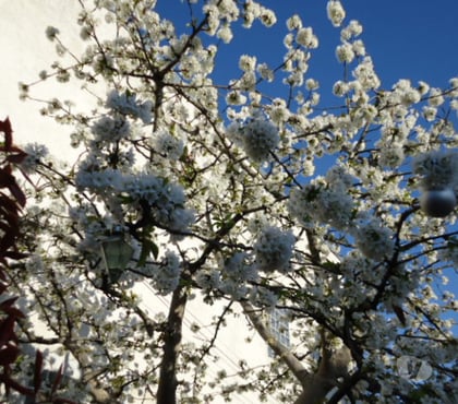 Autre Houilles Yvelines - Photos Vivastreet Recherche Dont de bois d arbre fruitiers