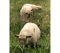 Agneaux mouton vendéen