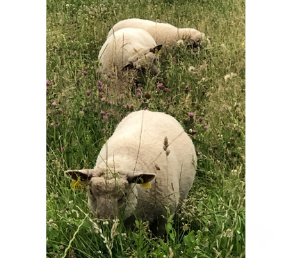 Vente animaux La Copechagniere Vendée - Photos Vivastreet Agneaux mouton vendéen