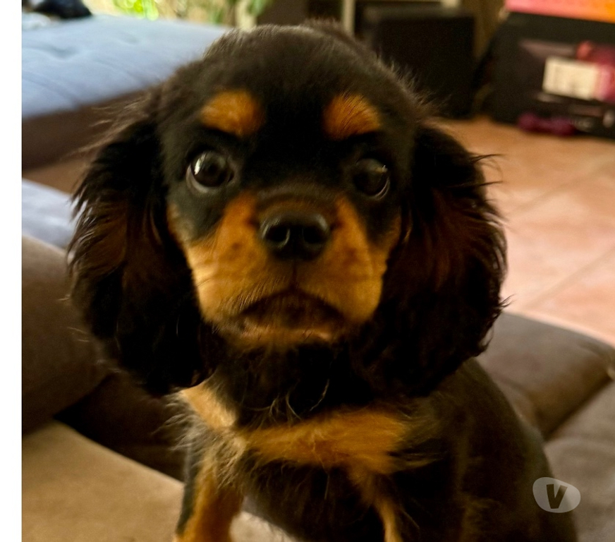 Vente Bouches-du-Rhône Marignane - 13700 - Photos Vivastreet Cavalier King Charles noir feu