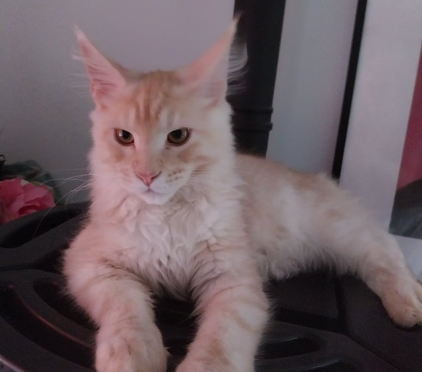 Vente Haute-Garonne Ste Foy d'Aigrefeuille - 31570 - Photos Vivastreet Vend adorables chatons pure race Maine coon