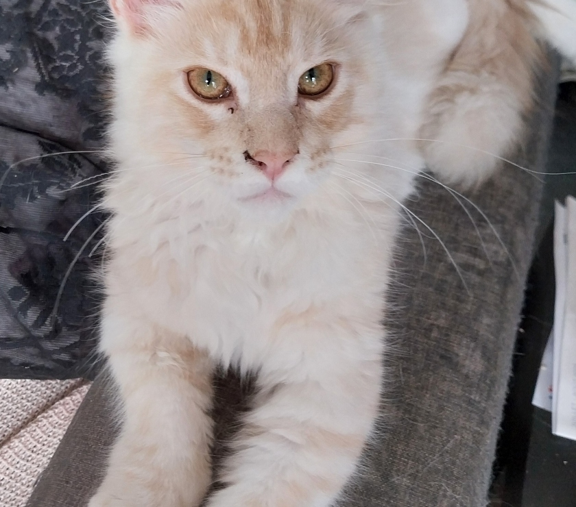 Vente Haute-Garonne Ste Foy d'Aigrefeuille - 31570 - Photos Vivastreet Vend adorables chatons pure race Maine coon