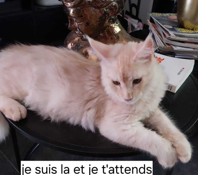 Vente Haute-Garonne Ste Foy d'Aigrefeuille - 31570 - Photos Vivastreet Vend adorables chatons pure race Maine coon