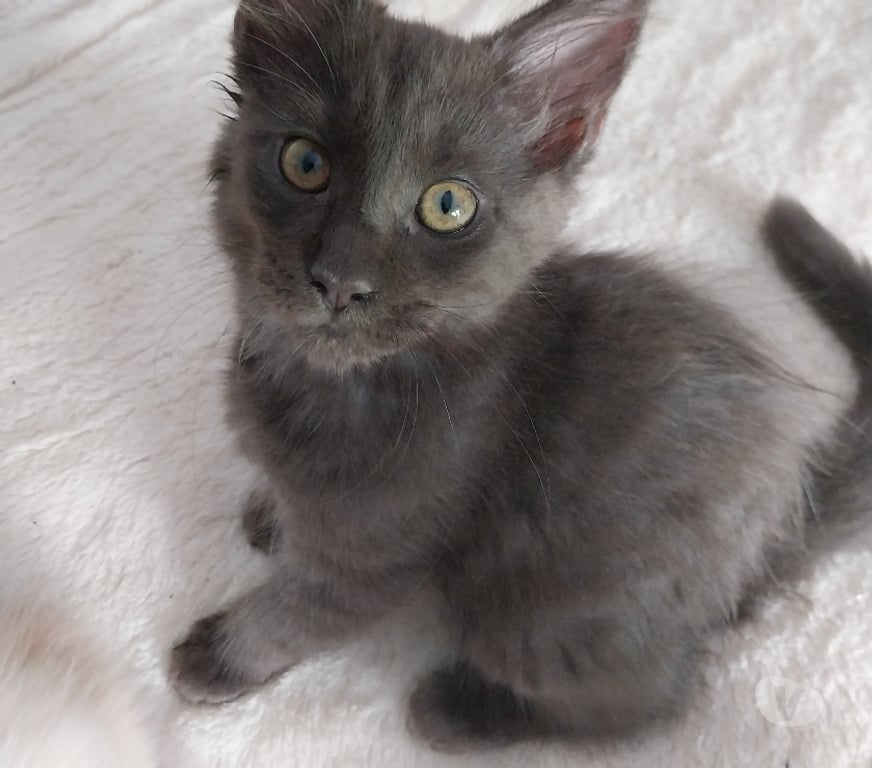 Vente Haute-Garonne Ste Foy d'Aigrefeuille - 31570 - Photos Vivastreet Vend adorables chatons pure race Maine coon