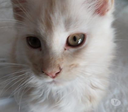Vente animaux Ste Foy d'Aigrefeuille Haute-Garonne - Photos Vivastreet Vend adorables chatons pure race Maine coon