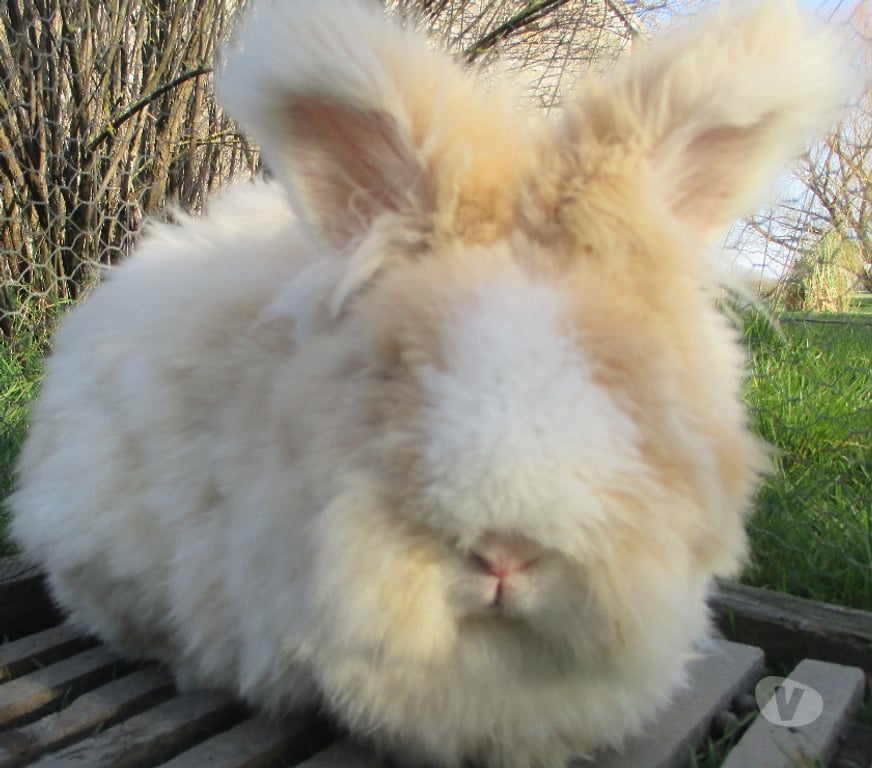 Vente Cher Bourges - 18000 - Photos Vivastreet jeune lapin Angora Anglais pure Race , vacciné, yeux bleus