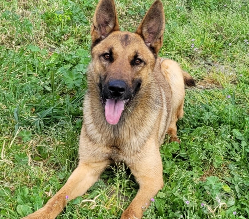 Don animaux Hérault Beziers - 34500 - Photos Vivastreet AVA, chien type berger allemande 1 an non lof AVA est une s