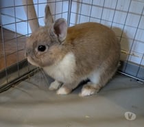 BULLE, adorable lapereau nain à adopter