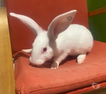 CARSON, adorable lapine à adopter via l'association UMA
