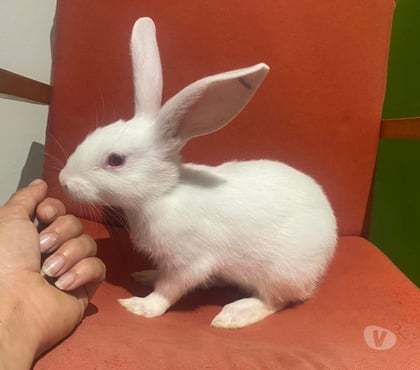 Vente animaux Vertou Loire-Atlantique - Photos Vivastreet TEYLA, adorable lapine à adopter via l'association UMA