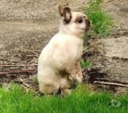 ASTRO, adorable lapereau nain à adopter