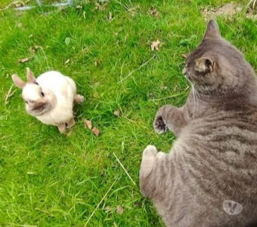 Vente Vendée La Roche sur Yon - 85000 - Photos Vivastreet ASTRO, adorable lapereau nain à adopter