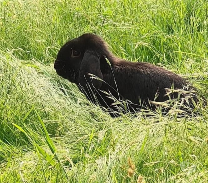 Vente Vendée La Roche sur Yon - 85000 - Photos Vivastreet MACHO, adorable lapin nain Bélier à adopter