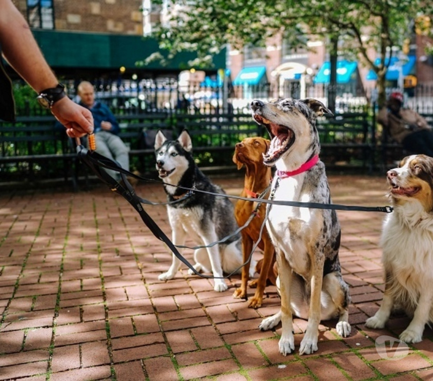 Services, accessoires animaux Seine-et-Marne Provins - 77160 - Photos Vivastreet Promenade et visites pour chiens - Provins